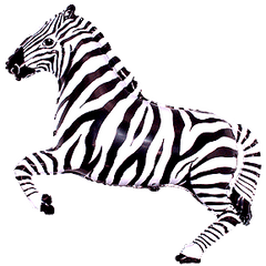Zebra Jumbo Foil Balloon S4050 - Pretty Day